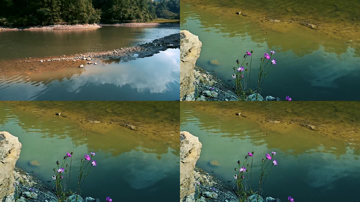 干涸的湖水与湖畔飞舞的蝴蝶实拍视频