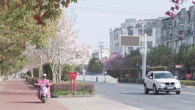 乔玉兰 花  花朵 盛开