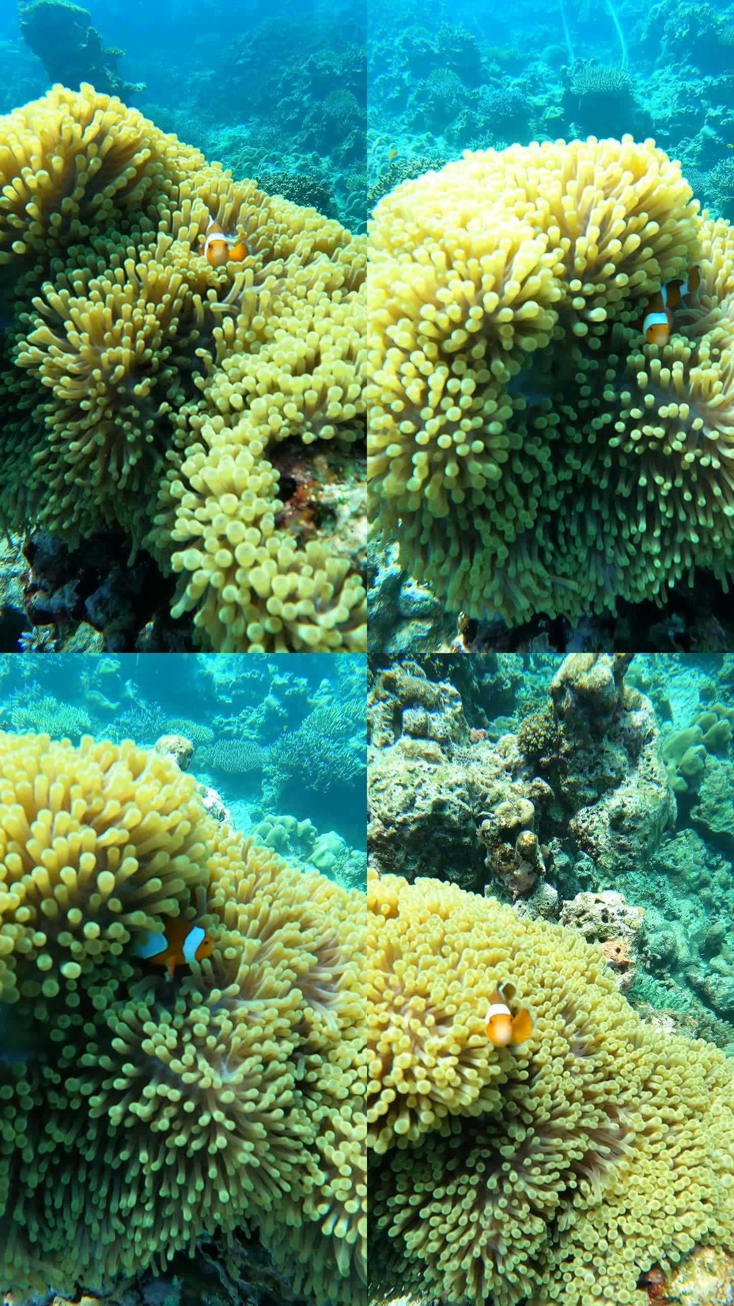 小丑鱼、海葵鱼、尼莫、水下清水、热带气候岛上的珊瑚礁
