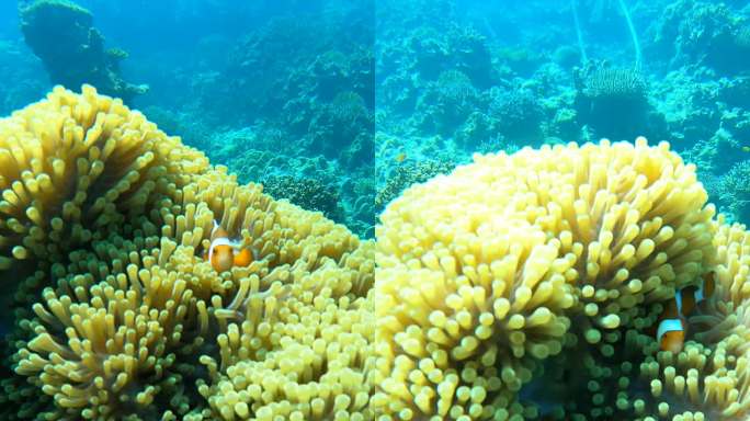 小丑鱼、海葵鱼、尼莫、水下清水、热带气候岛上的珊瑚礁