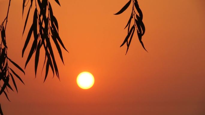 日出东方柳树河边日出太阳 早晨 阳光灿烂
