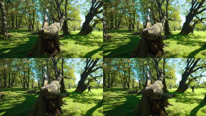 4k百年老树古树原始森林大自然折断的大树