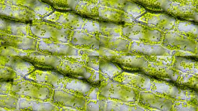 植物叶细胞中的水。显微镜放大40倍