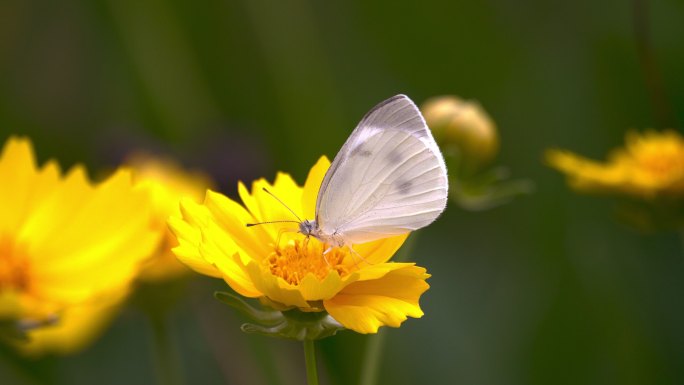 蝴蝶在黄花上采蜜的清新养眼素材