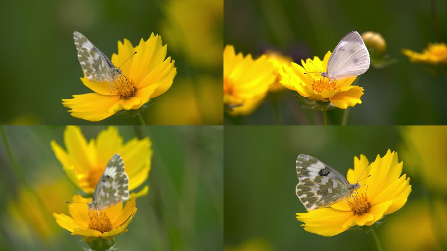 蝴蝶在黄花上采蜜的清新养眼素材