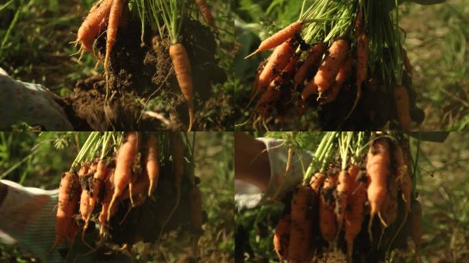 吃拔萝卜清理泥土土壤