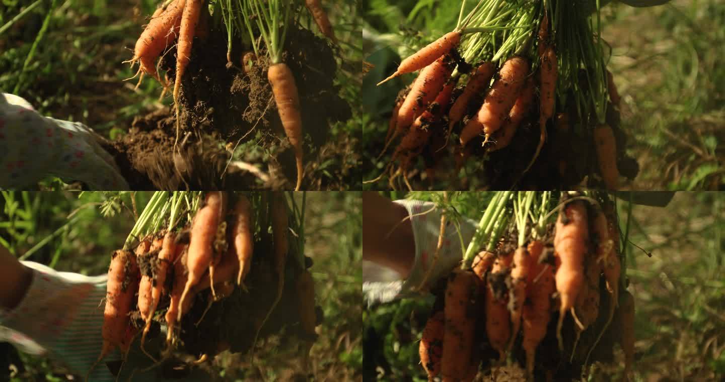 吃拔萝卜清理泥土土壤