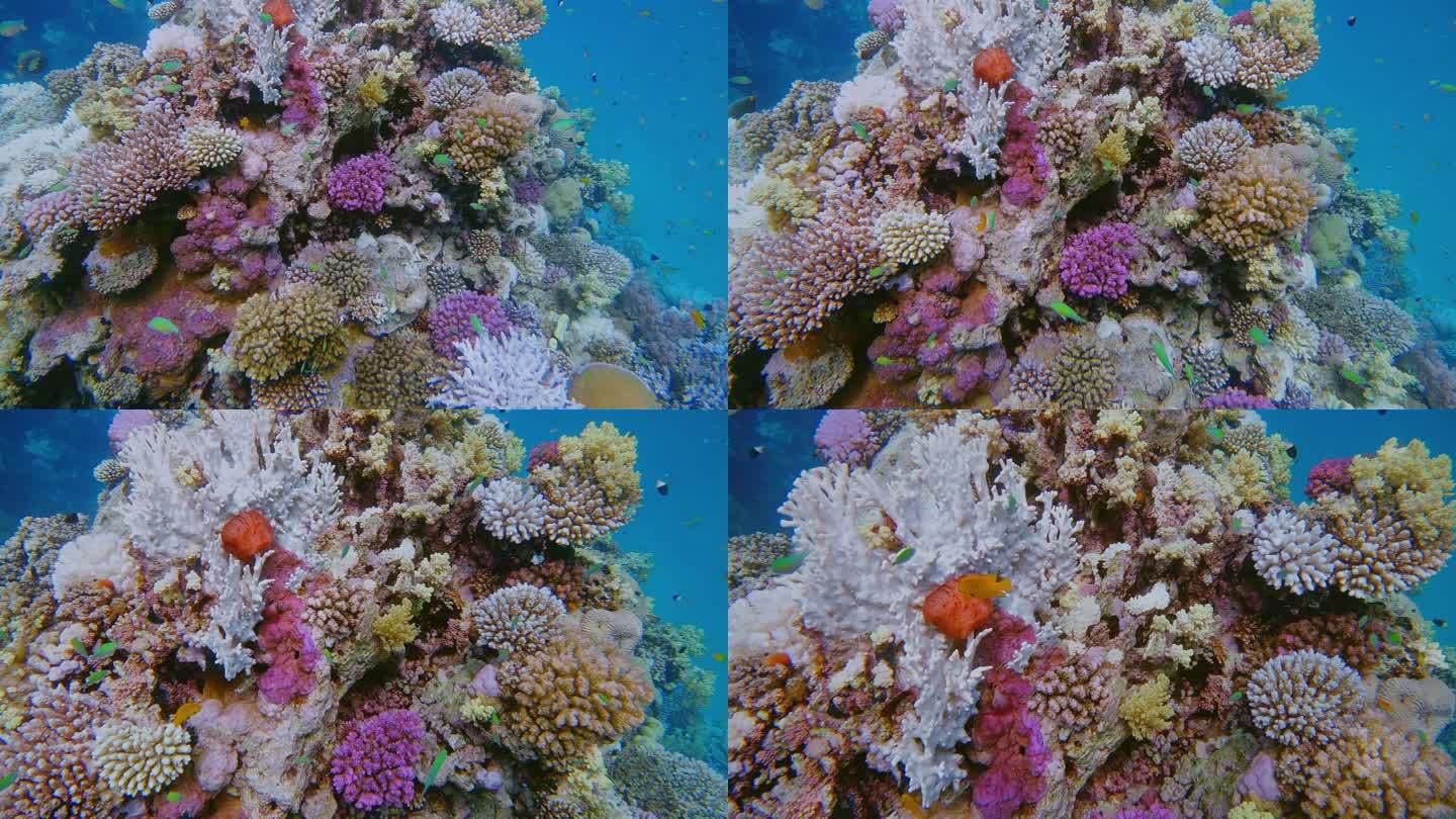 红海多彩珊瑚礁上的海洋生物-玛萨阿拉姆-埃及