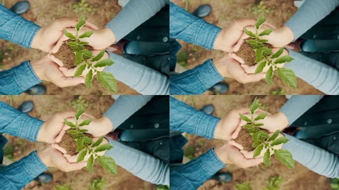 4k视频片段，一个不可辨认的男人和女人在农场的土壤中抱着一棵植物
