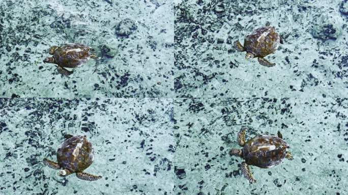玳瑁，海龟，在海里游泳和吃海藻