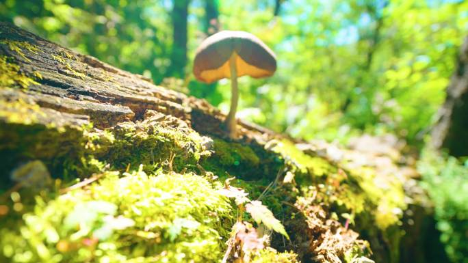 4k逆光原始森林枯树上的蘑菇