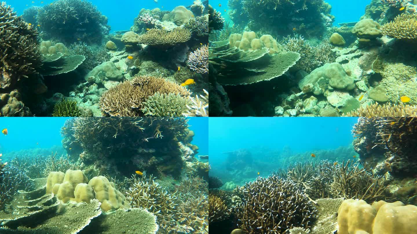热带气候岛上的水下清水珊瑚礁和鱼群