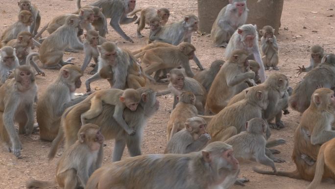 淘气猕猴吃或喂食猕猴猴群