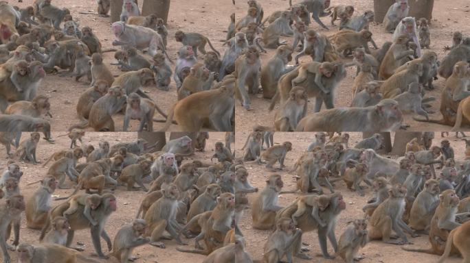 淘气猕猴吃或喂食猕猴猴群