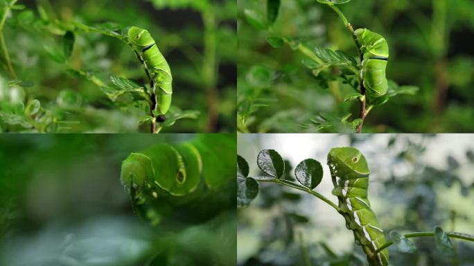 蝴蝶幼虫害虫吃树叶