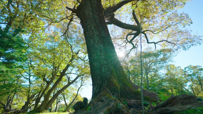 4k百年老树古树原始森林大自然唯美空镜头