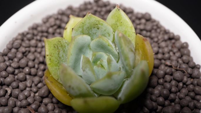 范女王多肉植物盆栽绿植