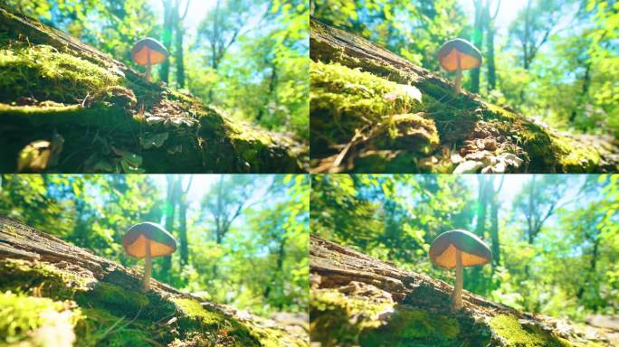 4k逆光原始森林枯树上的蘑菇