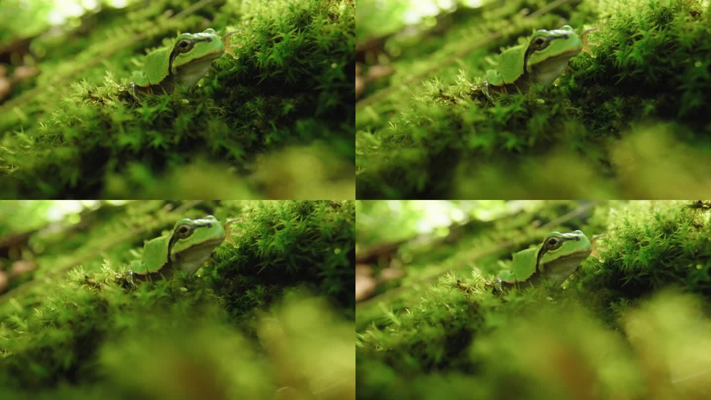 8k绿色青蛙树蛙