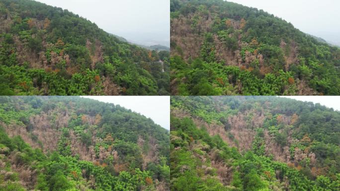 山火过后的缙云山，森林开始逐渐焕发生机