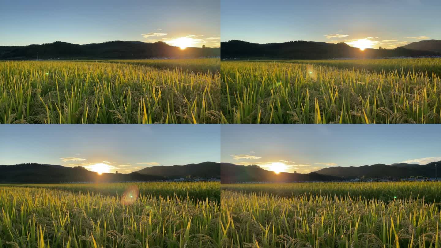 水稻。农田收成稻子成熟防虫防害