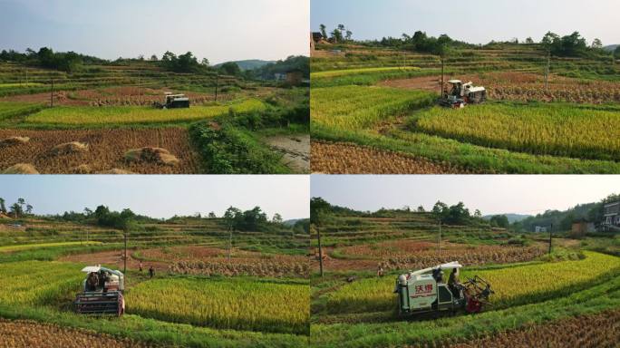 山区农村水稻收割丰收机械化作业