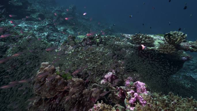 同一珊瑚礁上健康和死亡珊瑚的对比