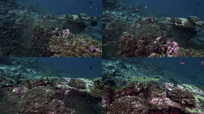 同一珊瑚礁上健康和死亡珊瑚的对比