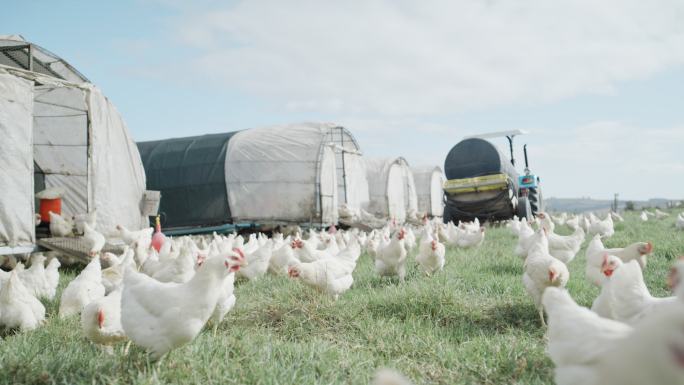 一群白色的小鸡在有谷仓的乡村农场的一块开阔的草地上吃草。在自由放养有机鸡蛋和家禽业的农业综合企业中饲