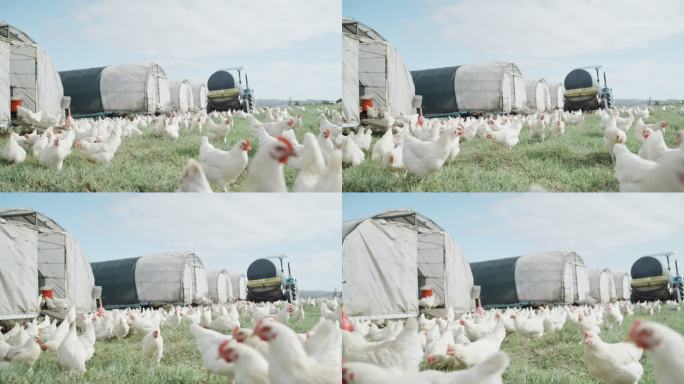 一群白色的小鸡在有谷仓的乡村农场的一块开阔的草地上吃草。在自由放养有机鸡蛋和家禽业的农业综合企业中饲
