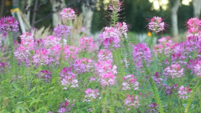 春暖花开醉蝶花