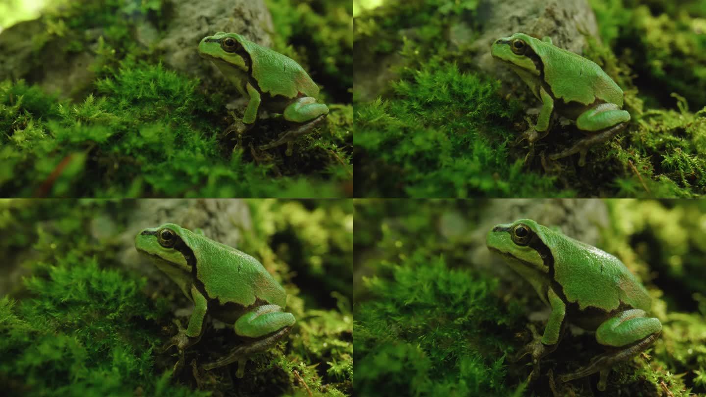 8k绿色青蛙树蛙