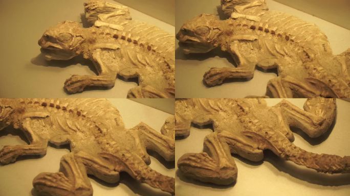 古生物恐龙骨架化石标本