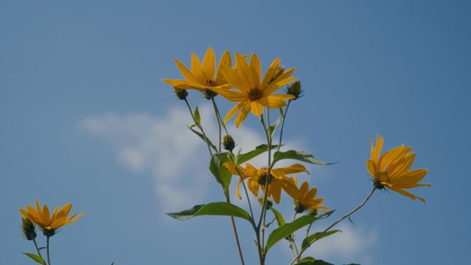 4k小太阳花雏菊小黄花空镜唯美