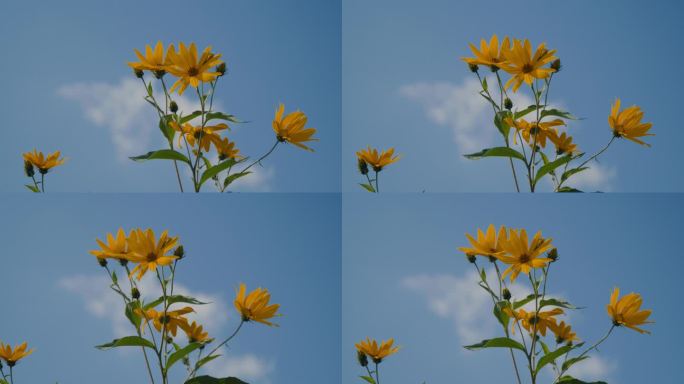 4k小太阳花雏菊小黄花空镜唯美