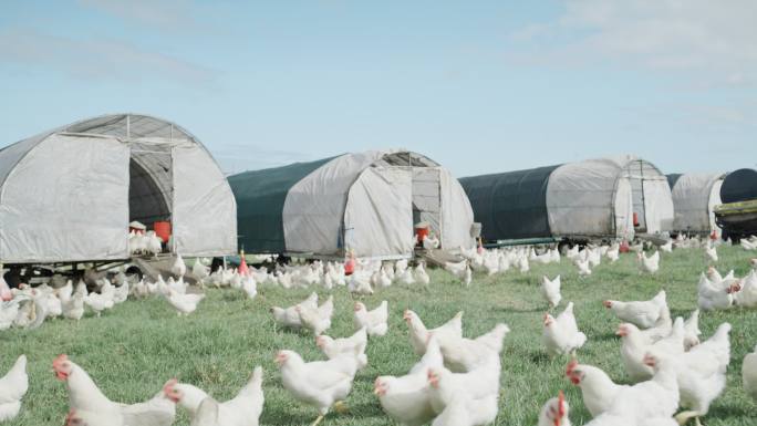 农场外面草地上鸡舍附近的鸡。一群家禽在乡村的开阔牧场上吃草。为自由放养、可持续鸡蛋和有机农业饲养和养