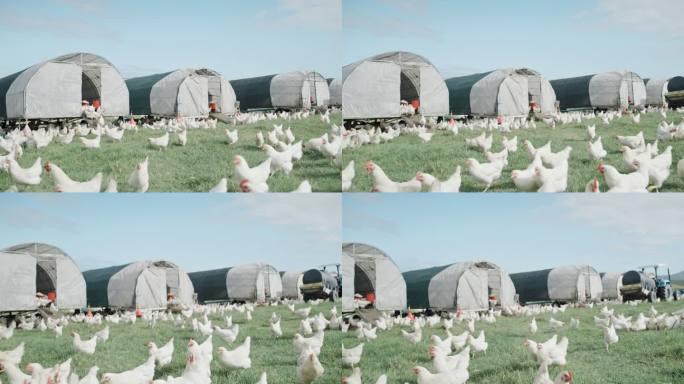 农场外面草地上鸡舍附近的鸡。一群家禽在乡村的开阔牧场上吃草。为自由放养、可持续鸡蛋和有机农业饲养和养