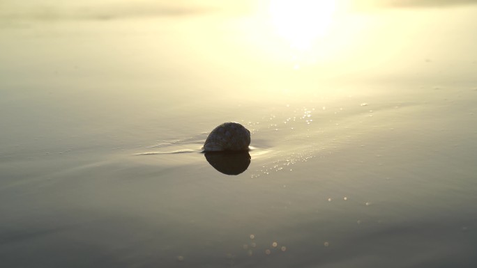 阳光沙滩下海螺贝壳海水浪花海滩沙子夕阳光