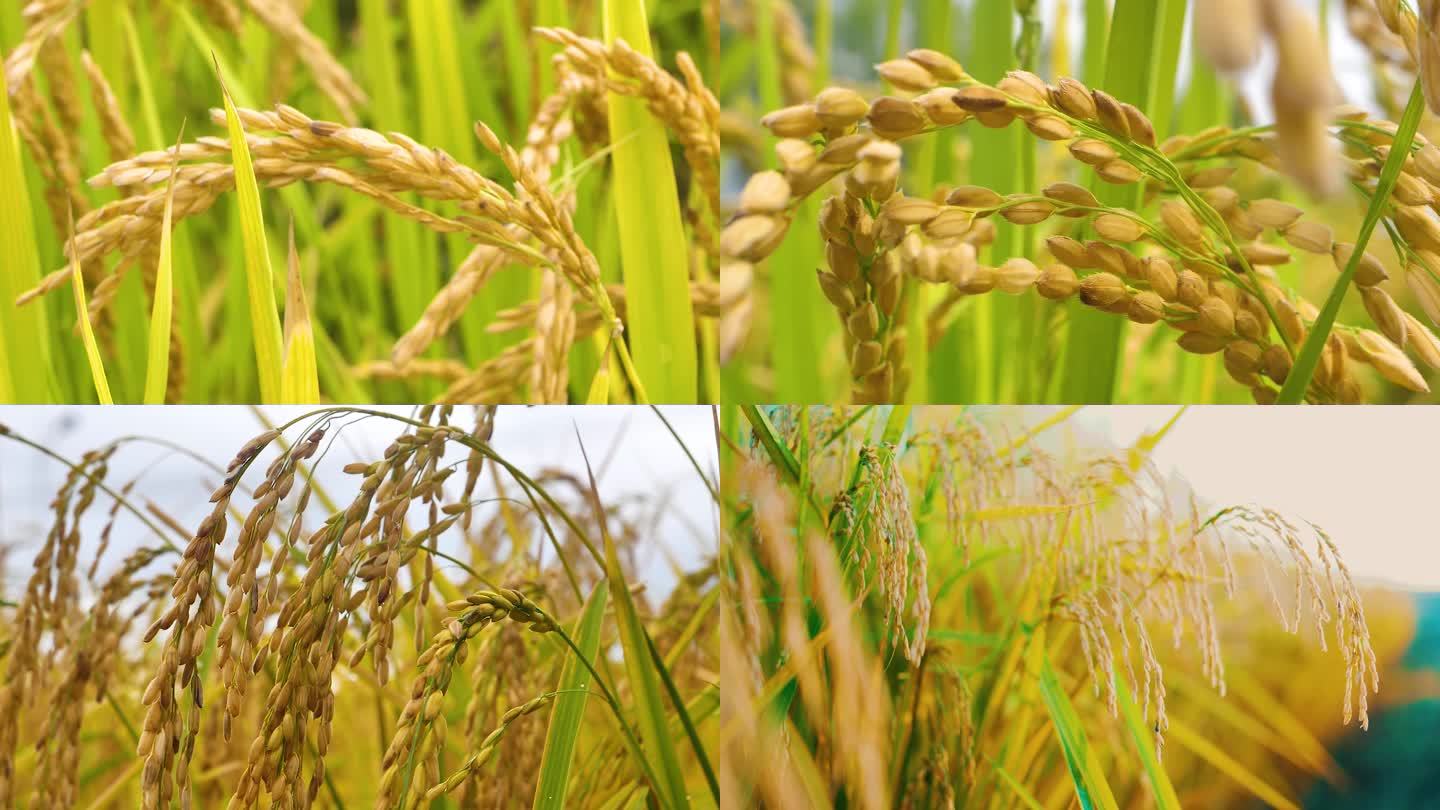 黑龙江水稻成熟秋季丰收季金黄稻穗农业宣传