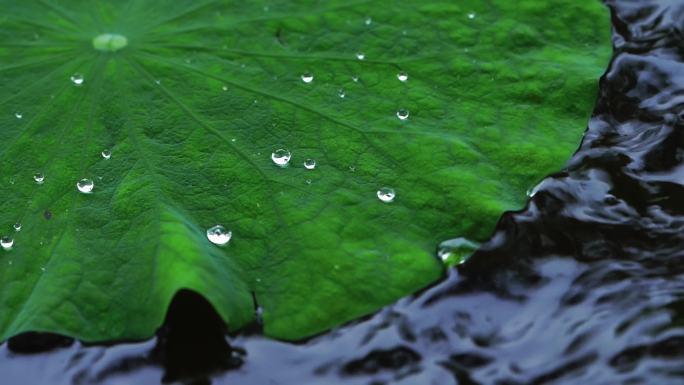 雨后露珠 蜗牛爬行 攀爬