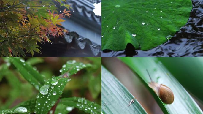 雨后露珠 蜗牛爬行 攀爬