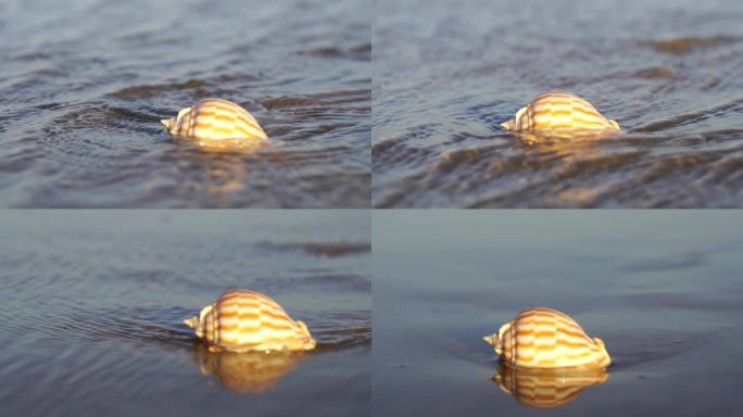 阳光沙滩下海螺贝壳海水浪花海滩沙子夕阳光