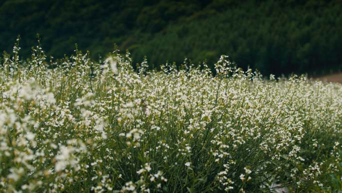 岗山 萝卜花 夏天 田野