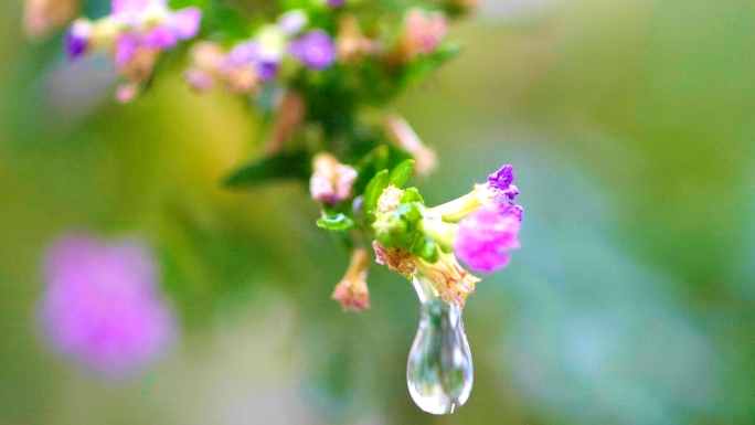 唯美雨滴花瓣露水树叶下雨雨水