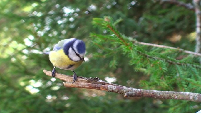 栖息在树枝上的蓝山雀