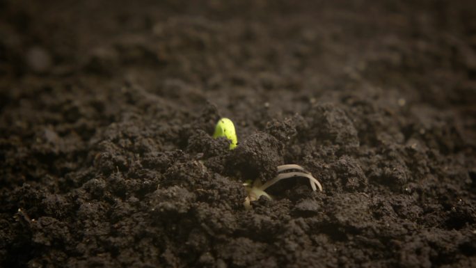 发芽豆的时间间隔种子发芽延时绿色希望广告
