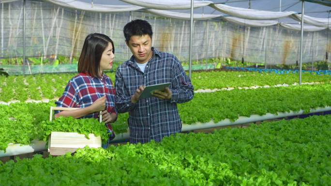 一对亚洲夫妇，农场主，在蔬菜水培农场快乐地工作。在温室农场里，一对年轻男女正在用平板电脑检查绿色蔬菜