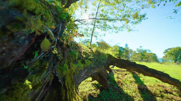 4k百年老树古树原始森林大自然唯美空镜头