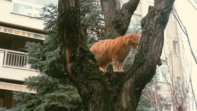 一只可爱的猫坐在树枝上，从树上俯视后院