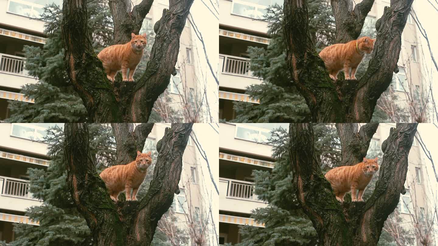 一只可爱的猫坐在树枝上，从树上俯视后院